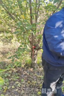 15公分青叶碧桃