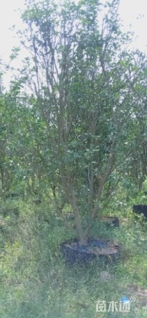 12.15公分多杆朴树