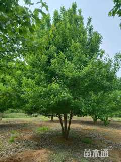 10公分日本晚樱