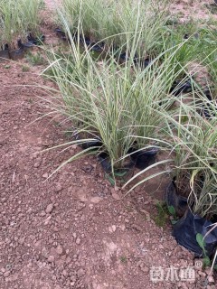 高度80厘米花叶芒