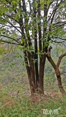 30公分(2杆)丛生香樟