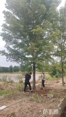 22公分美国红枫