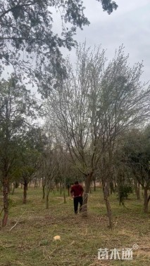 15公分木瓜海棠