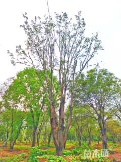 100公分朴树