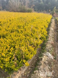 高度50厘米金森女贞