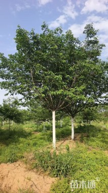 15公分高杆早樱