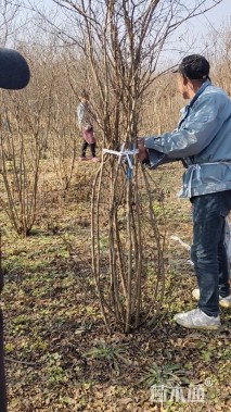 高度280厘米丛生紫薇