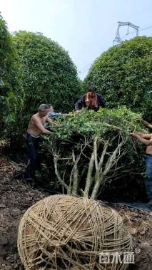 冠幅500厘米桂花球