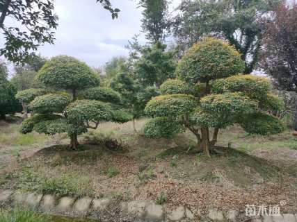 30公分造型三角枫