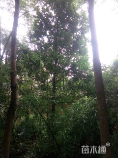 18公分红果冬青