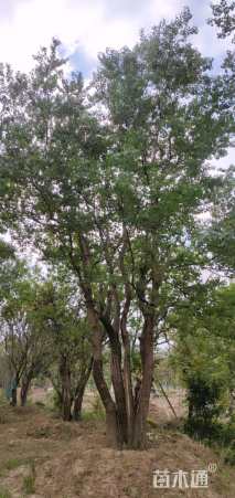 95公分丛生乌桕