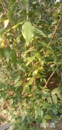 高度120厘米丛生蜡梅