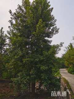 高度800厘米丛生美国红枫