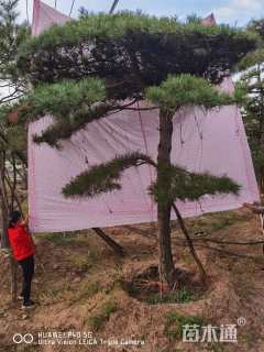 20公分造型油松