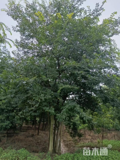 50公分多杆朴树
