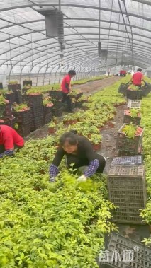 高度30厘米火焰南天竹