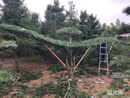 高度3000厘米油松