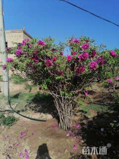 高度200厘米牡丹