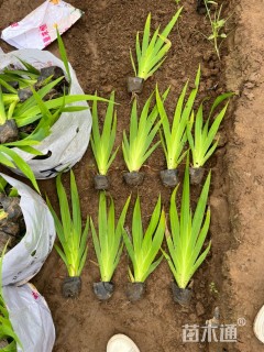 高度30厘米蓝花鸢尾