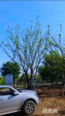 65公分(5杆)丛生朴树