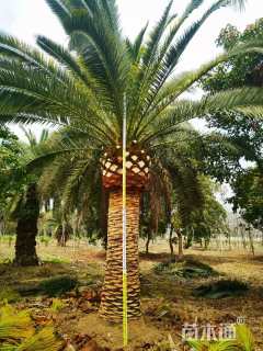 裸干高200厘米加拿利海枣