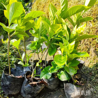 高度35厘米栀子