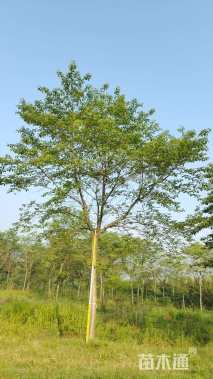 25公分染井吉野樱