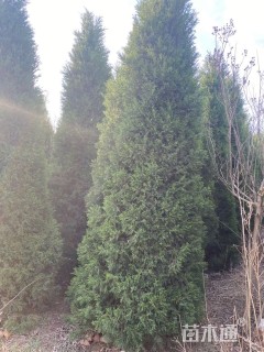 给钱就卖，种类多