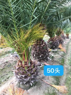 裸干高50厘米加拿利海枣