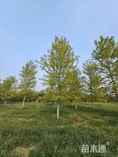 18公分北美红枫