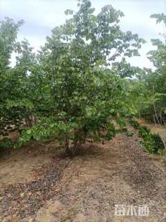 高度400厘米丛生紫荆