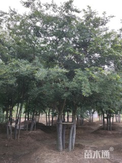 10公分丛生朴树