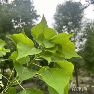 高度200厘米石榴