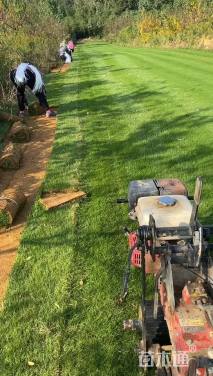 草毯状百慕大草