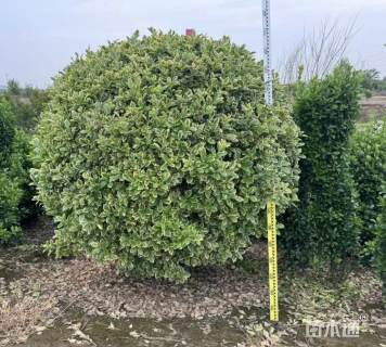 冠幅180厘米金边黄杨球