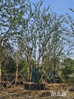 12公分(8杆)丛生朴树