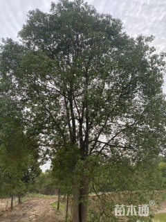 30公分(3杆)丛生香樟