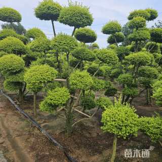 12公分造型亮晶女贞