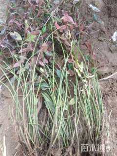 30厘米小叶扶芳藤