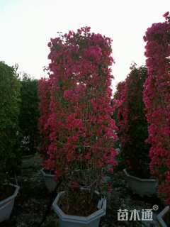 3公分造型三角梅