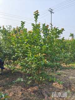 高度2800厘米丛生紫薇