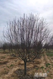 20公分绚丽海棠