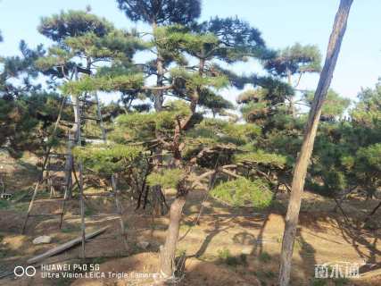 20公分造型油松