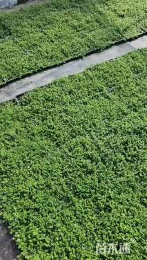 高度3厘米半边莲