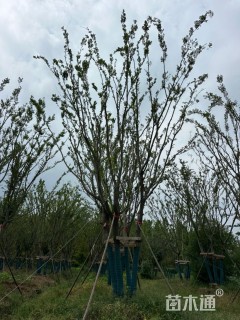 14公分(5杆)丛生朴树
