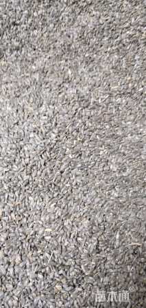 亦运林篆向日葵种子