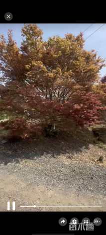 23公分日本红枫