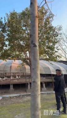 18公分大叶女贞