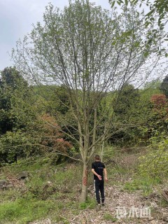 15公分二乔玉兰