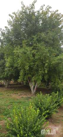 高度700厘米丛生元宝枫